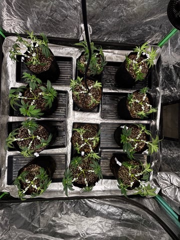 Pink Passion Fruit — vegetative, day 33