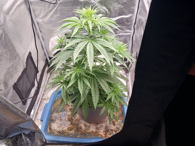 2nd Grow 2026  — vegetative, day 35