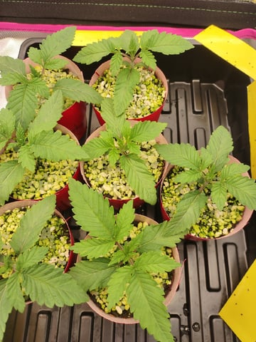 Mainely Genetics Micro Pheno Hunt — seedling_rooting, day 9