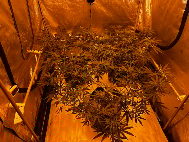 XJ-13 x Pennywise — flower, day 88