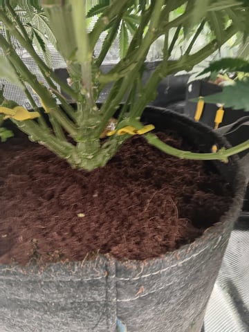 Master Kush — vegetative, day 67