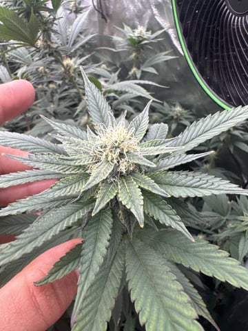 Second Indoor (all Clones) — flower, day 109