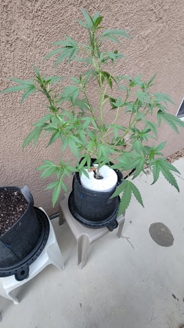 Poison Rainbows — vegetative, day 89