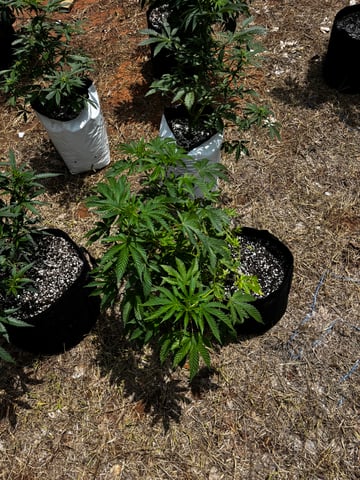 Outdoor Grow — vegetative, day 74