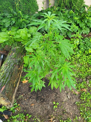 Bread — vegetative, day 18