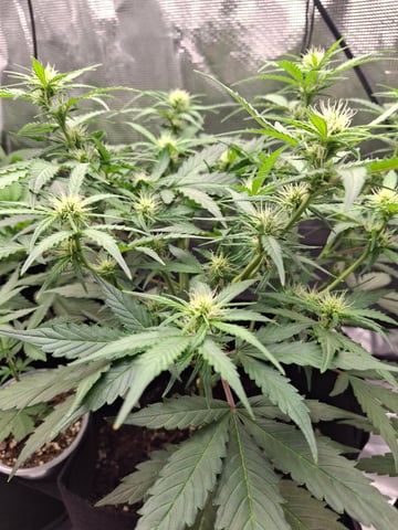 SoFloBudz — flower, day 46