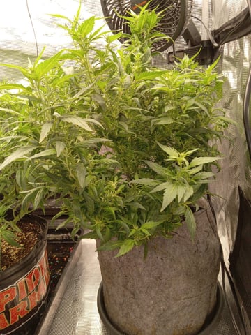 Blueberry critical kush x purple peyote wifi  and one L.a kush cake . — flower, day 46