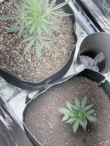 New LADIEZZ — vegetative, day 32