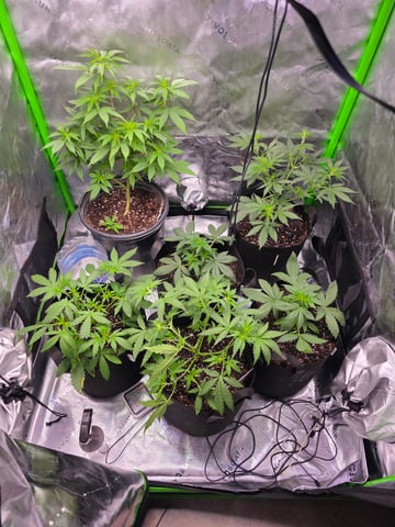 Auto RuntzxWreck — vegetative, day 9
