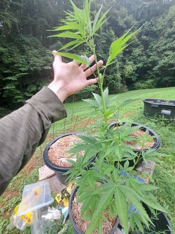 Bucket List Grow #2 — flower, day 58