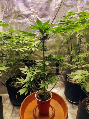 garage set up — flower, day 69