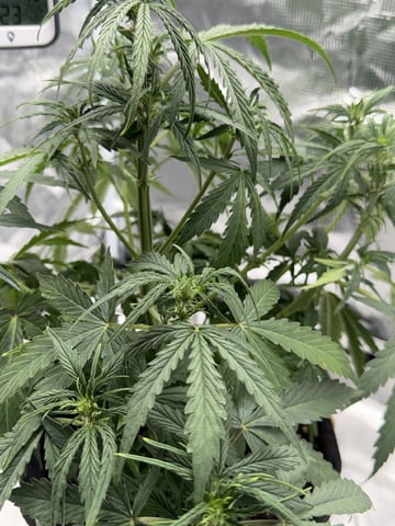 Indoor — vegetative, day 36