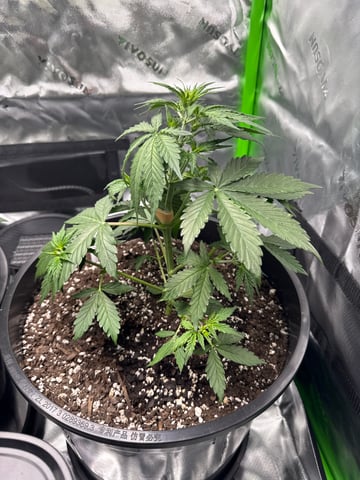 white Widow  — vegetative, day 2
