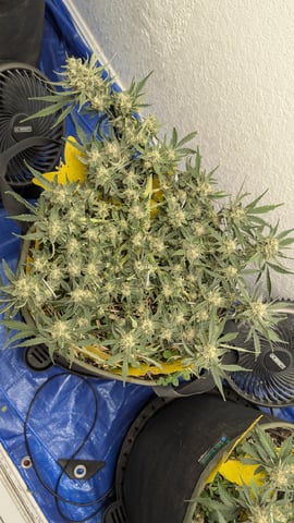 Double Smile And (Alien Vs Triangle X Strawberry Nuggets) — flower, day 62