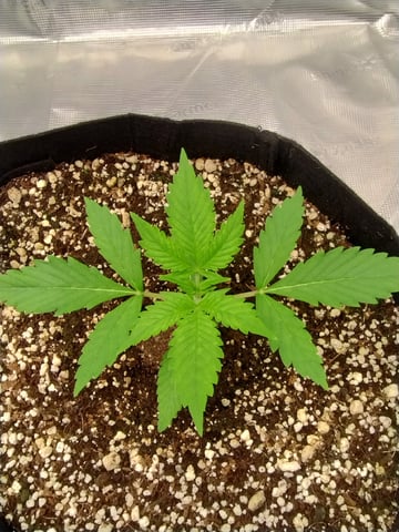 Round 2🥊 — seedling_rooting, day 20