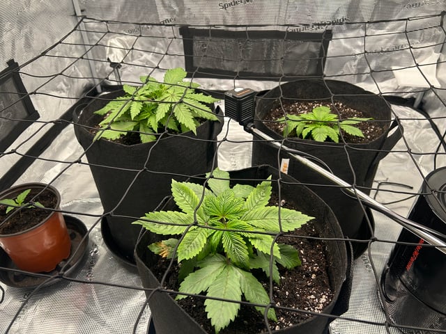 2025-26 harvest INDOOR — vegetative, day 57