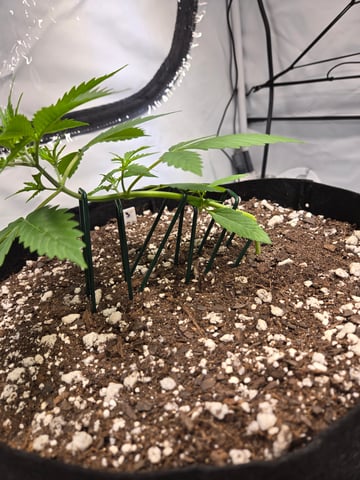 Purple Skunk 3 x 5  — vegetative, day 22