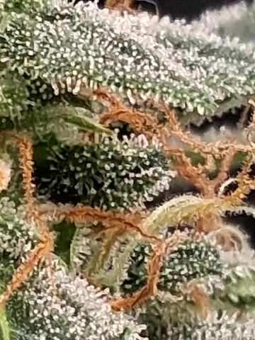 Blackberry Moonrocks Auto & Purple Tropicana Cookies Auto