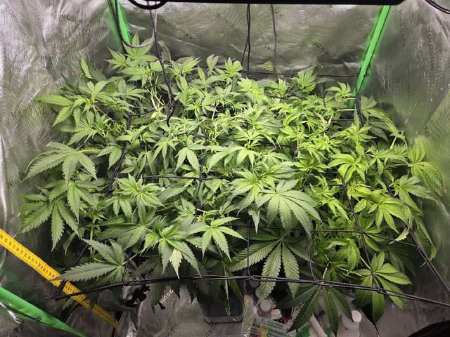 White Widow + Papaya Bomb — flower, day 56