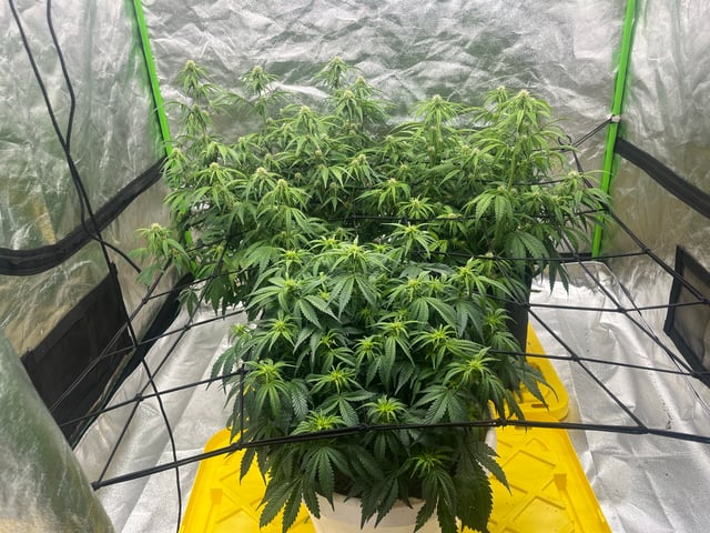 Autoskunk and OG Kush — flower, day 57