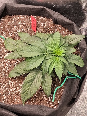 Lemon Cherry Cookies, Purple Haze and Strawberry Gorilla Grows — vegetative, day 131