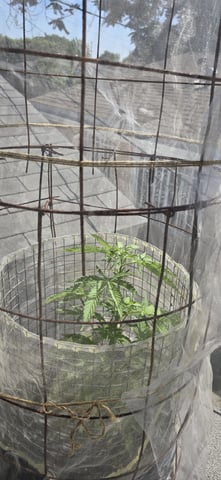 CzechsMex 2.0 — vegetative, day 157