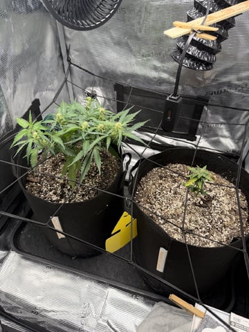 Gorilla Cookies — 1st Grow — flower, day 57