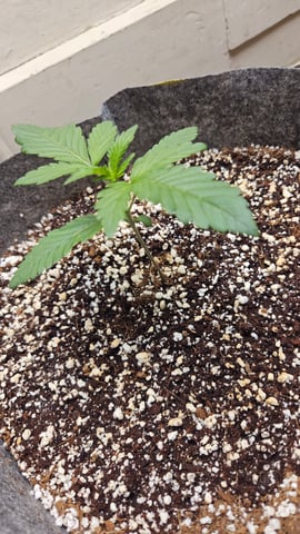 grow 1 — vegetative, day 13