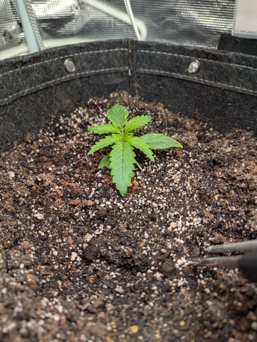 Control Plant — vegetative, day 45