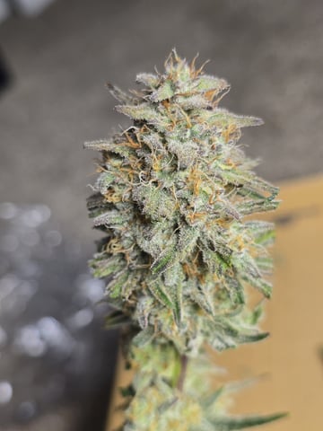 1st Grow 4x4 — flower, day 63