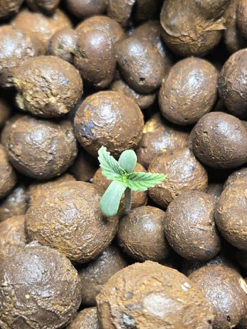 STELLA — seedling_rooting, day 14