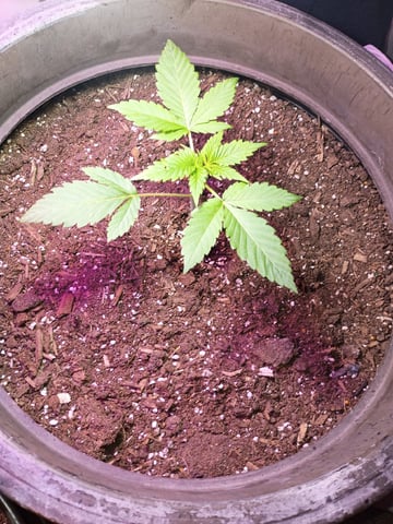 Round Deuce  — vegetative, day 21