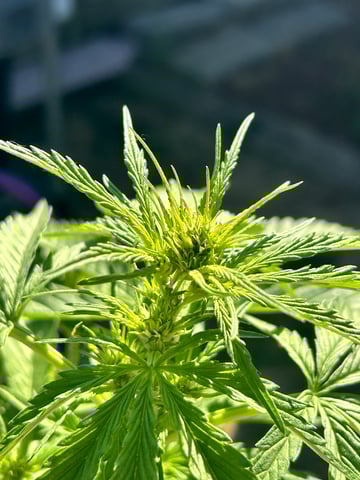 First ever grow — flower, day 51