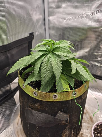 mc nuggets r1 — vegetative, day 21