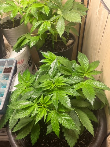 Ak-47 (Fast Verison) and pine Auto  — vegetative, day 37