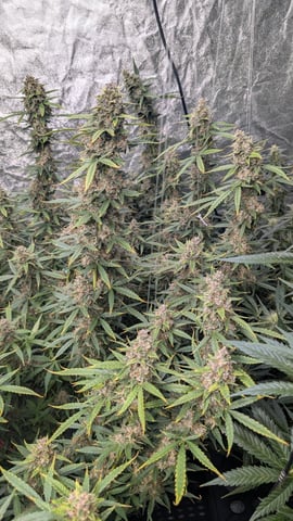 Strawberry Cheesecake Seedsman Seeds Autoflowers x2 — flower, day 82