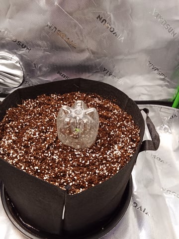 Lemon Cherry Cookies Auto  — seedling_rooting, day 11