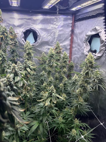 first grow in new 2x2 — flower, day 99