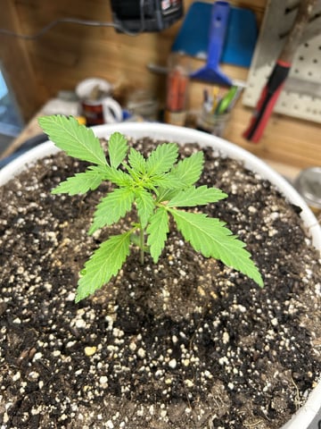 Season 2 — vegetative, day 21