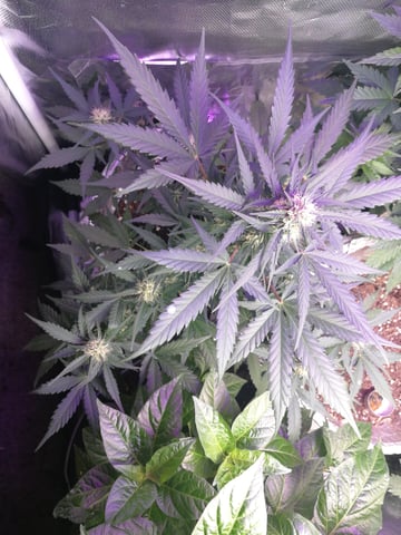 AWC  — flower, day 55