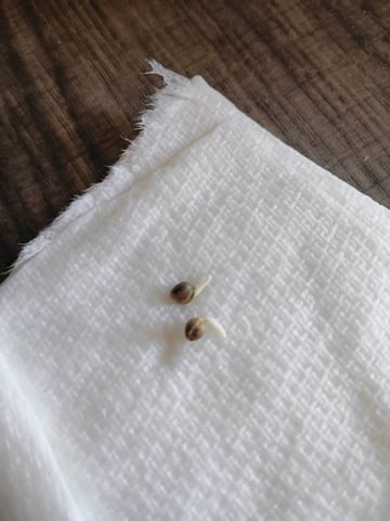 Mimosa Shot — seedling_rooting, day 4