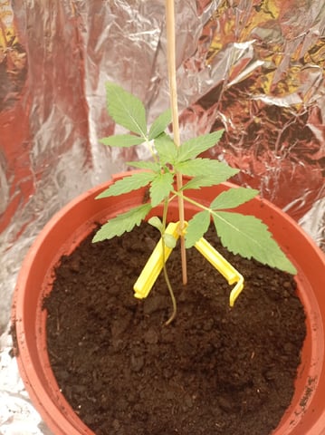 Cheap DIY grow — vegetative, day 2