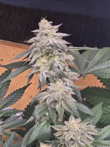 Gg#4 And Sour Diesel  — none, day 1