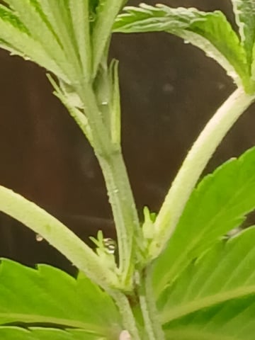 triangle kush  — vegetative, day 4