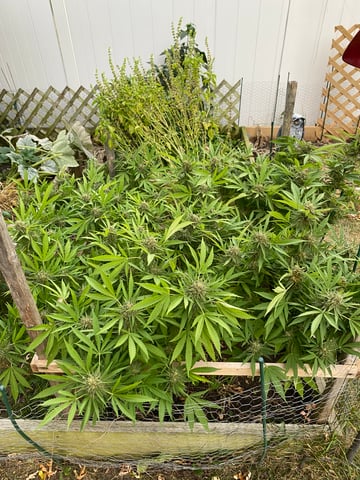 queen of soul X cap junky  — flower, day 177