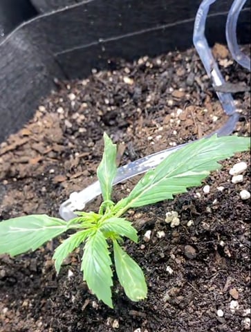 Bruce Banner (Auto) — vegetative, day 8