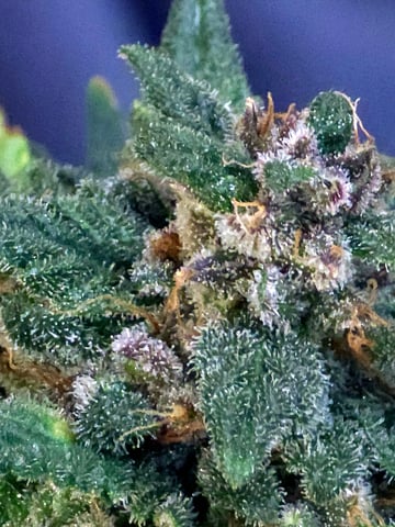 Fast Buds - Purp Lemonade — flower, day 66