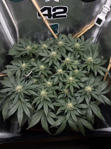 Wedding Cake RQS — flower, day 12