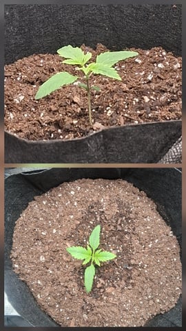 First Indoor Grow  — seedling_rooting, day 15