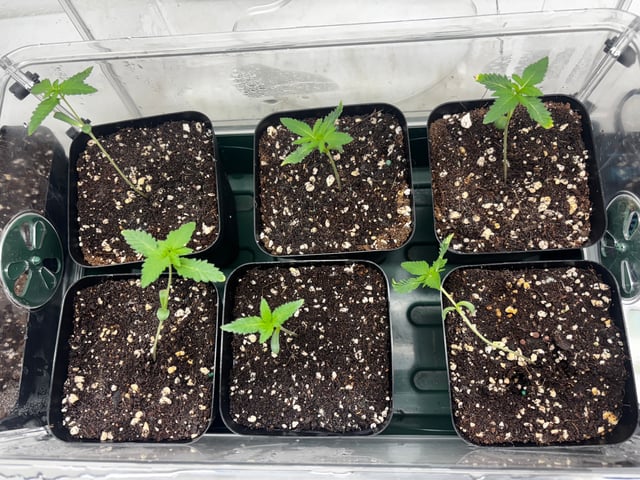 PKB remix/PotG — seedling_rooting, day 18